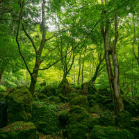Spazzolplastica-greenovation-background
